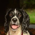 Profile Picture of Pete Schofield (@springerbarneyadventures) on Instagram