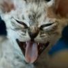 Profile Picture of chris buker (@@chrisbuker1) on Tiktok