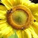 Profile Picture of Cynthia Forrester (@cynfor55) on Pinterest