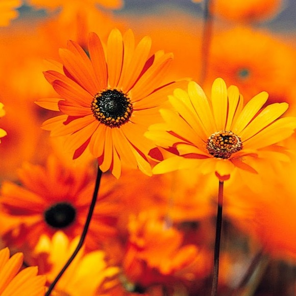 Profile Picture of Astrid Escobar (@astrides2930) on Poshmark