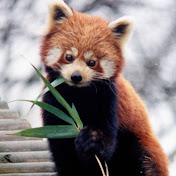 Profile Picture of John Quach (@bababooeybababooski8628) on Youtube