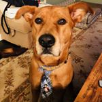 Profile Picture of Kyle Kirkman (@kylemtnbike) on Instagram