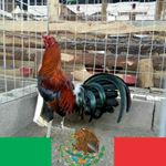 Profile Picture of Jonathan Fontes (@galloshatch) on Instagram