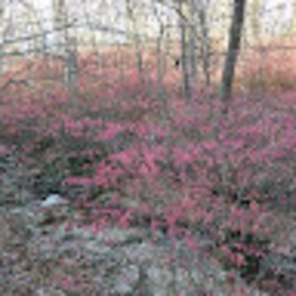 Profile Picture of Sarah Shoenfeld (@middlenamejane) on Poshmark