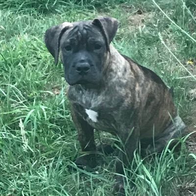 Profile Picture of Brian Beaton (@Brianwishy) on Twitter