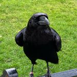 Profile Picture of Anton Mazzella (@tonymaz30) on Instagram