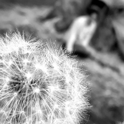 Profile Picture of Clare (@@LittleSpottyHen) on Twitter