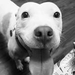 Profile Picture of Michael Lovaglio (@architect401) on Instagram