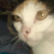 Ricardo Antonio Preza Martinez - Youtube Profile Picture of Ricardo Antonio Preza Martinez (@ricardoantonioprezamartine2564) on Youtube