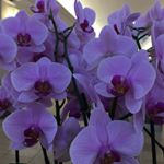 Profile Picture of Orchid (@ellen_spark_) on Instagram