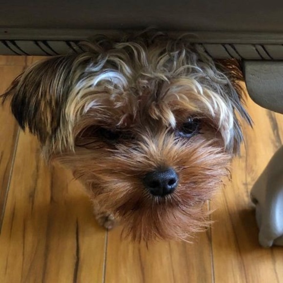 Profile Picture of Dave Mah (@bagnum) on Poshmark