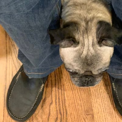 Profile Picture of Olive Moore (@OlivePuggy) on Twitter