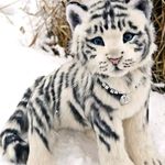 Profile Picture of James Crothers (@james.crothers.96) on Instagram