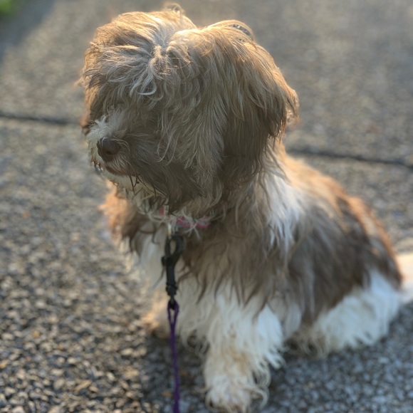 Profile Picture of Chaney Rose (@crosestrings) on Poshmark