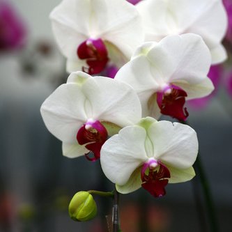 Profile Picture of Sophia Kong (@Sophia_s_wishes) on Twitter