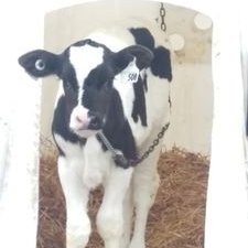 Profile Picture of Melanie Chisholm (@farmerchisholm) on Twitter