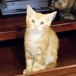 Profile Picture of Robert Boucher (@oldrcity) on Instagram