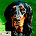 Profile Picture of Gordonsetter (@gordonsetter) on Flickr