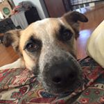 Profile Picture of ian_herrick (@ian_herrick) on Instagram