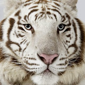 Chris Merchant - Youtube Profile Picture of Chris Merchant (@chrismerchant4771) on Youtube