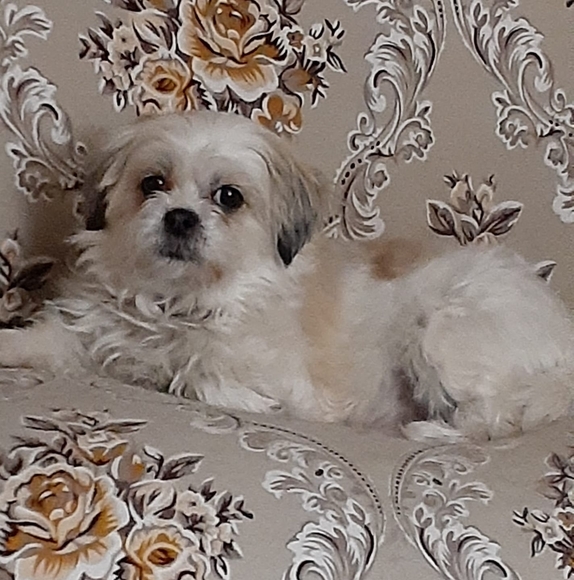 Profile Picture of Pamela Tedford (@pamela_tedford) on Poshmark