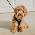 Profile Picture of Evan Todd (@evan_maltipoo) on Instagram
