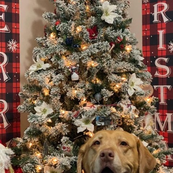 Profile Picture of Misseyb Misseyb (@rugratts82) on Poshmark