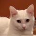 Profile Picture of Tina Bates Raymond (@tinaraymond) on Pinterest