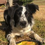 Profile Picture of Joe Willard (@joe.willard11) on Instagram