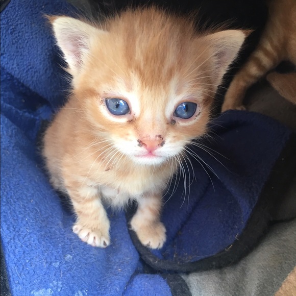 Profile Picture of Isabelle Gilley (@isabellebg) on Poshmark