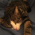 Profile Picture of Richard Finlay (@buddytheamsterdamcat) on Instagram