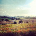 Profile Picture of Paula Shaffer (@doggleakrider) on Instagram