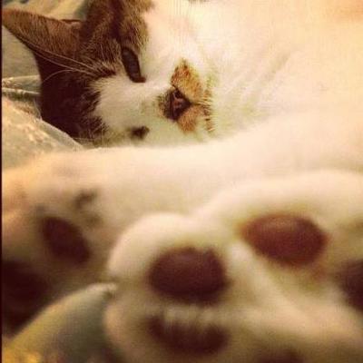 Profile Picture of Dave Healey (@davehealey) on Twitter