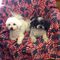Profile Picture of Loreen Cottrell Franson (@loreen.cottrellfranson) on Facebook