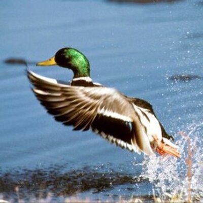 Profile Picture of Matt Mcmurray (@mcmurray_matt) on Twitter