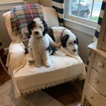 Profile Picture of Wiley & Wilson (@wileyandwilson) on Instagram