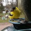 Profile Picture of Cheryl Houle (@@cherylhoule) on Tiktok