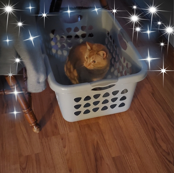 Profile Picture of Candy Springsteen (@c_springsteen) on Poshmark