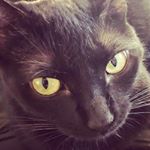 Profile Picture of Geoffrey S. Costa (@geoffreycosta) on Instagram