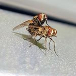 Profile Picture of Daniel Alfredo Sottile (@danielalfredosottile) on Instagram