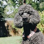 Profile Picture of sophie singleton (@itsophiethepoodle) on Instagram