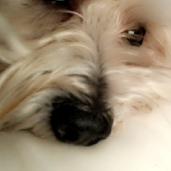 Profile Picture of Ashlyn Erickson (@ericksonashlyn1) on Poshmark