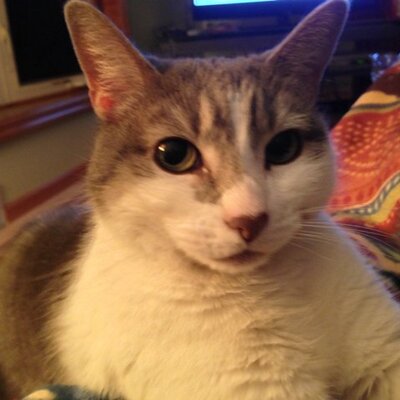 Profile Picture of Nancy Wert (@nwert625) on Twitter