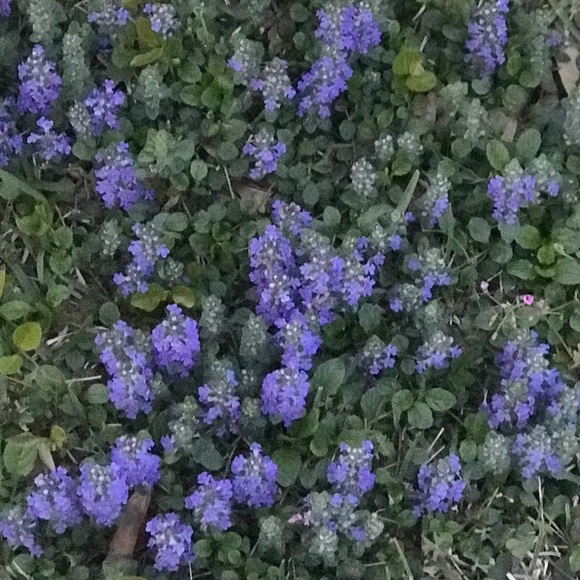 Profile Picture of Pamela Hicks (@missp_21_2004) on Poshmark