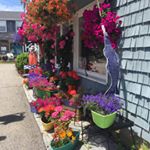 Profile Picture of Chris DiSpirito Sheil (@chrisdispiritosheil) on Instagram