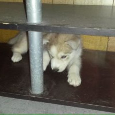 Profile Picture of Kim Yau (@KimYau11) on Twitter