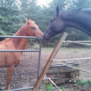 Profile Picture of Julie Toth (@ghost.oak.farms) on Myspace