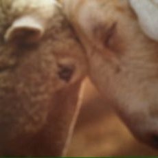 Profile Picture of Diane Hurd (@DianeHurd11) on Twitter