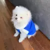 Profile Picture of Jared (@jared_o_spitz) on Tiktok