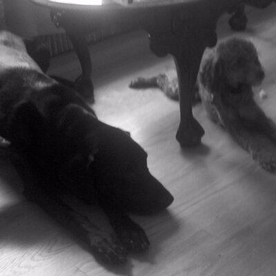 Profile Picture of Nick Peluso (@nspeluso) on Twitter